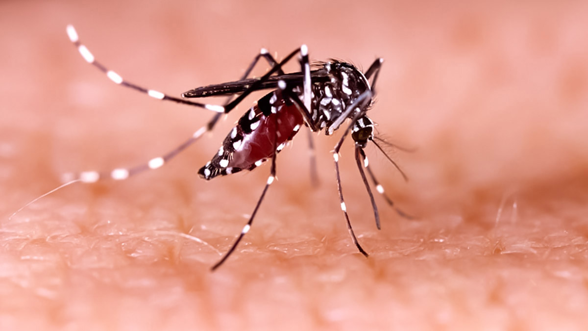 Dengue Resurgence: Chandigarh Reports 722 Cases, Panchkula Tops with 503